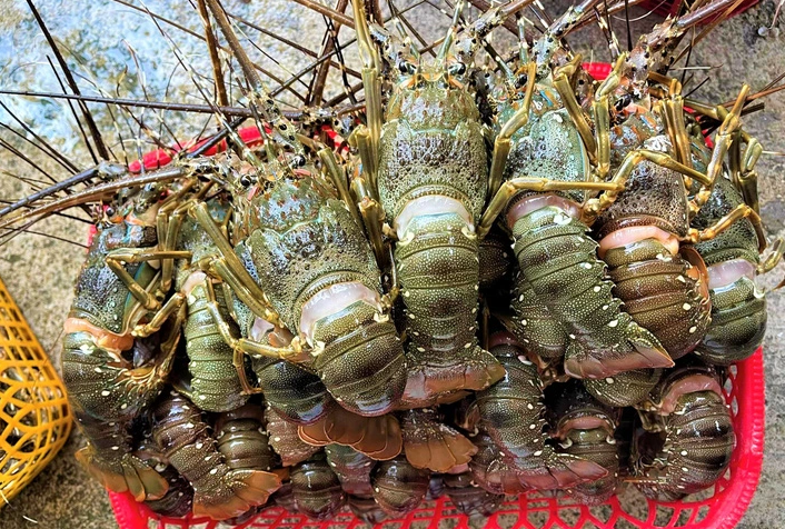 No announcement on China’s tropical rock lobster import suspension: Vietnamese ministry